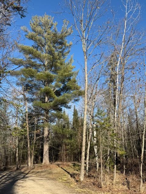 Beautiful mature pine