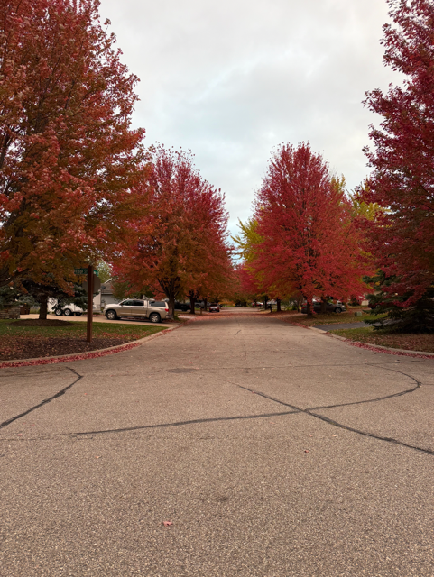 Beautiful maple trees line the neighborhood in the fall