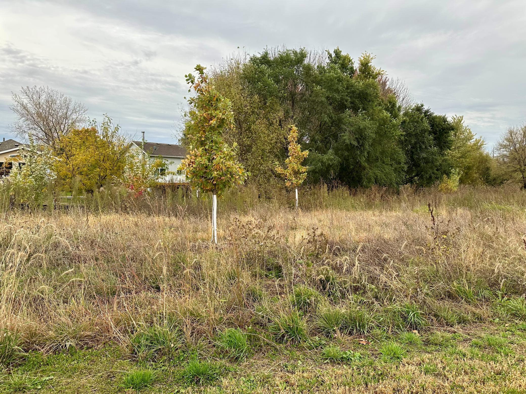 Backyard view of the homesite 201 Snowdrop. Backing to City Land and a walking path. Home has an unfinished lookout basement!