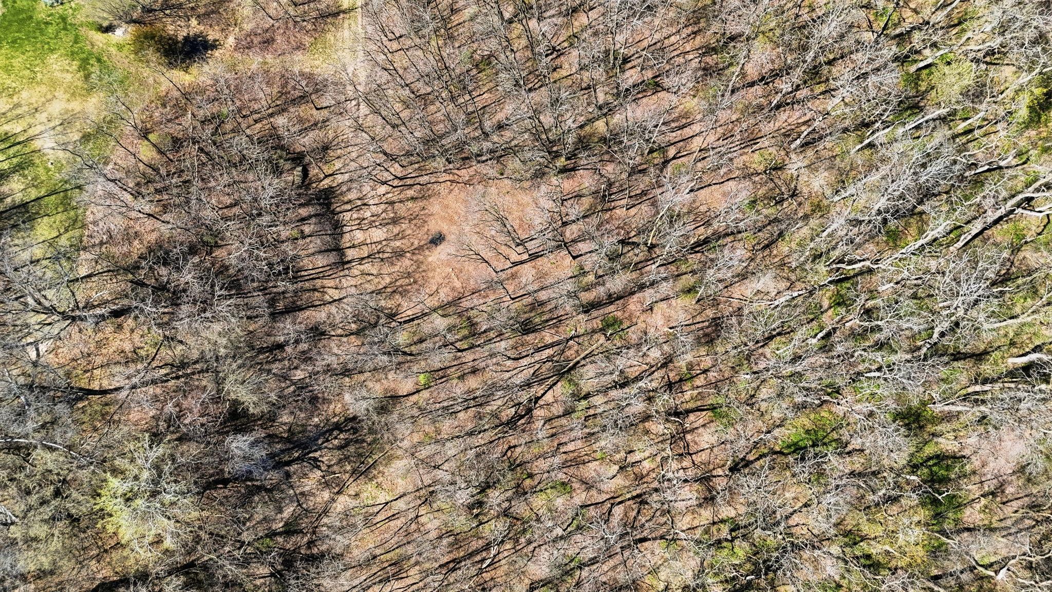 Overhead of woods