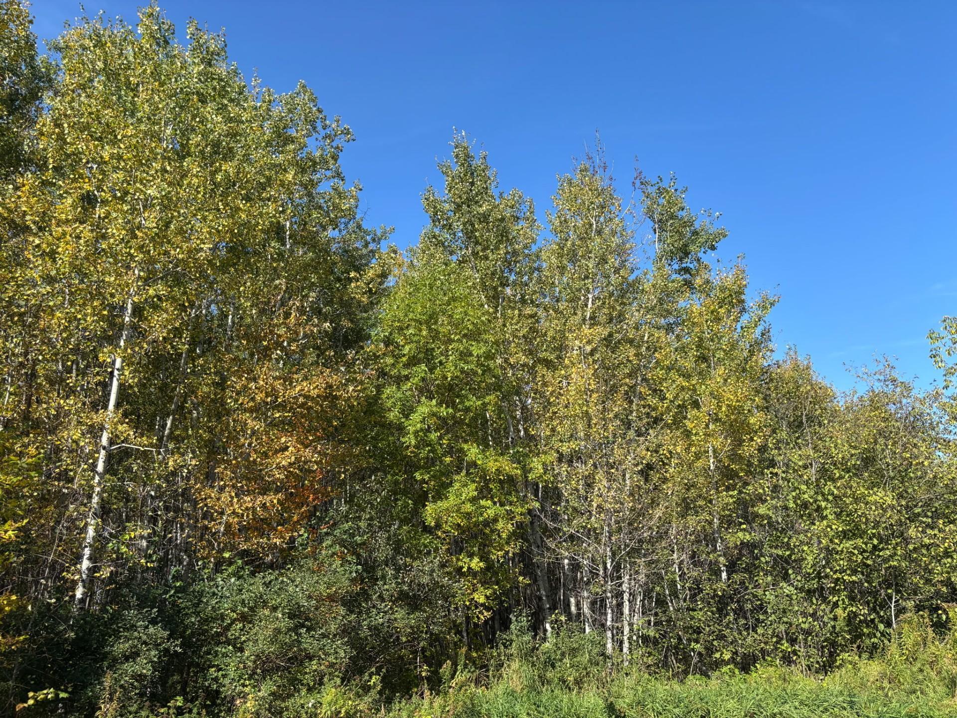 Property backs up to wetland so no one can build behind you.