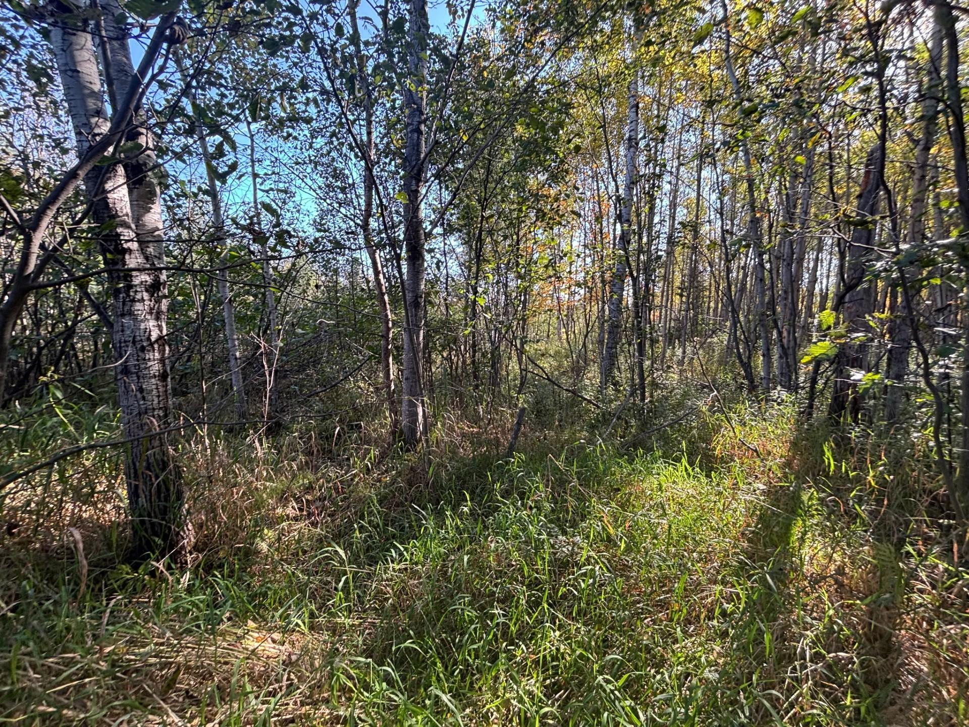 Clear your building area and leave the rest of the woods for plenty of privacy.