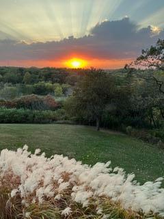 sunset pampas grass.jpeg