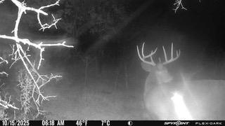 Deer.jpeg