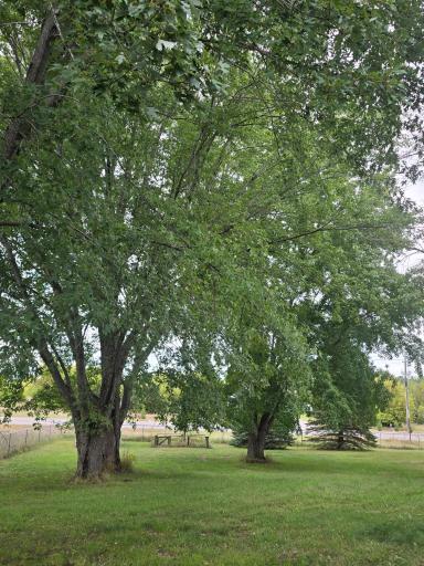 Backyard Photo
