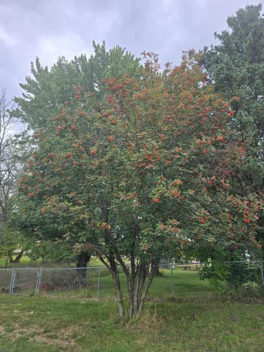 Mountain Ash Photo