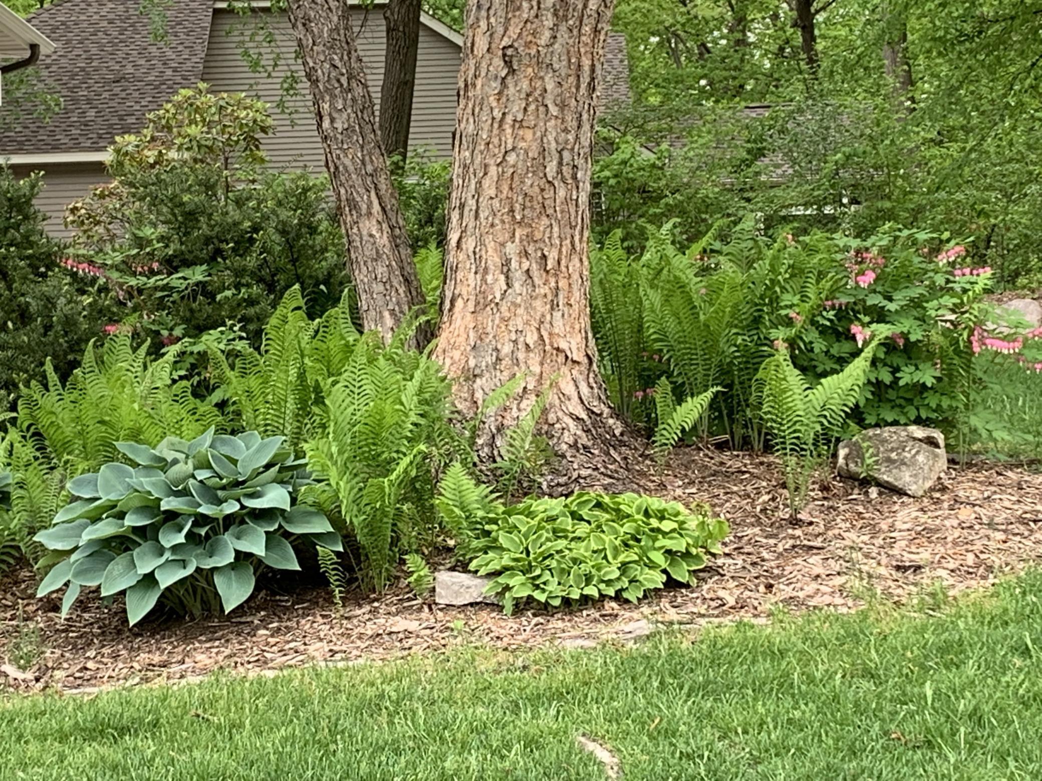Beautiful hostas and ferns along with mature trees