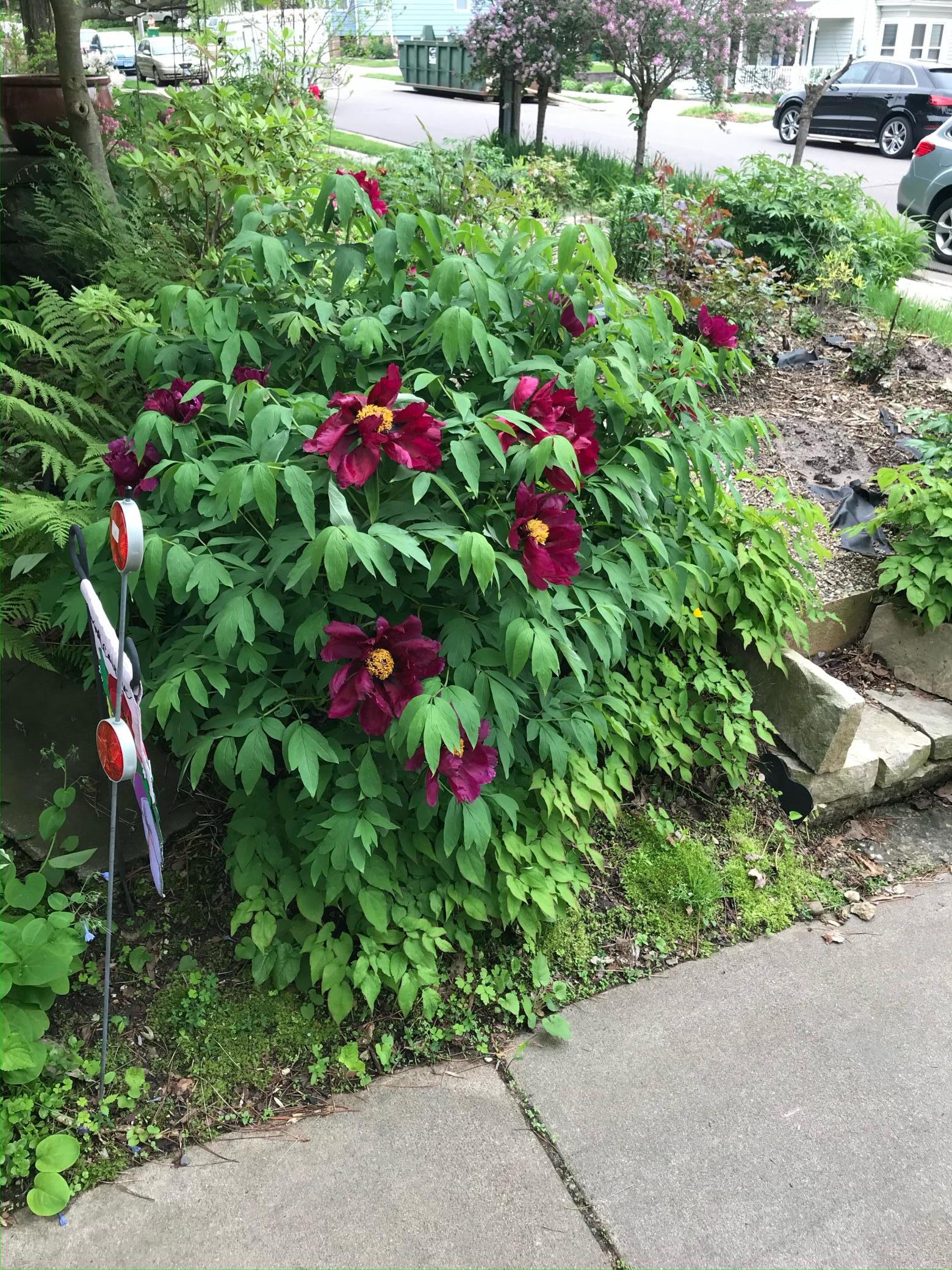 IMG_1246 (1).JPEG