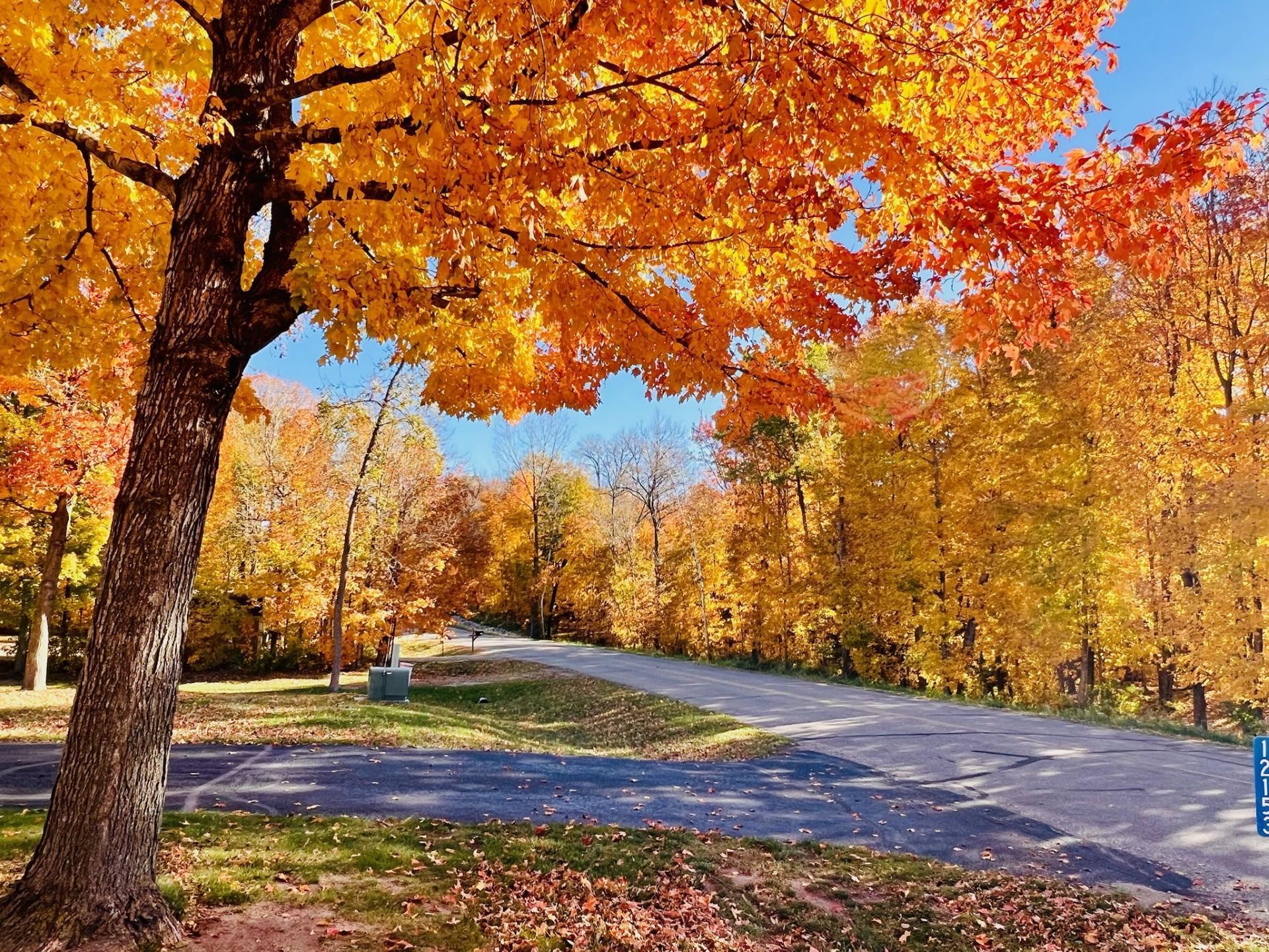 Fall leaves on Alcott Dr