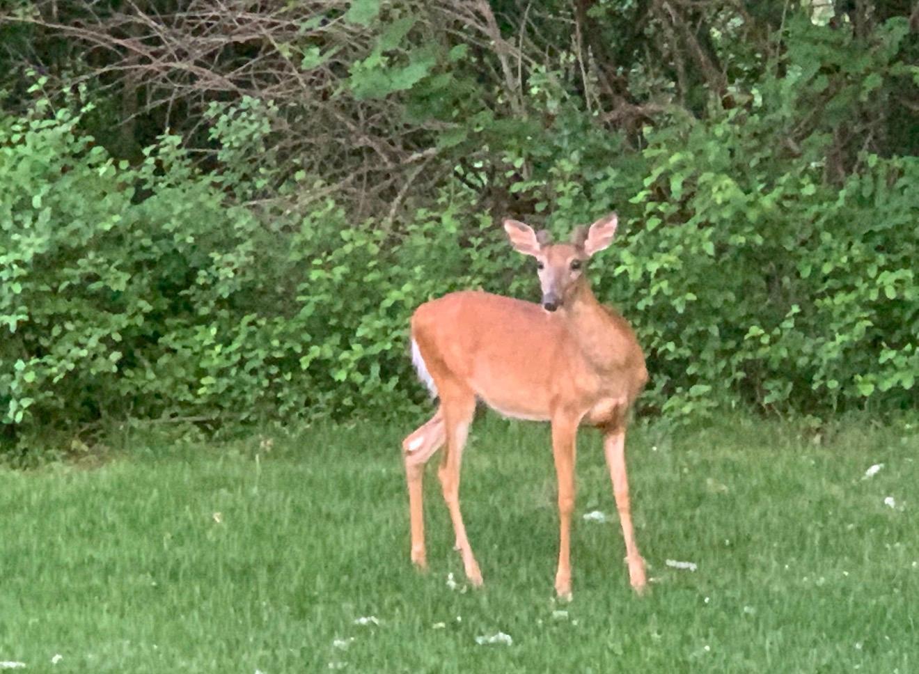 Deer.jpg