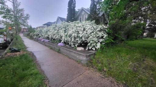 Bridal Wreath Bush provides spring + summer privacy