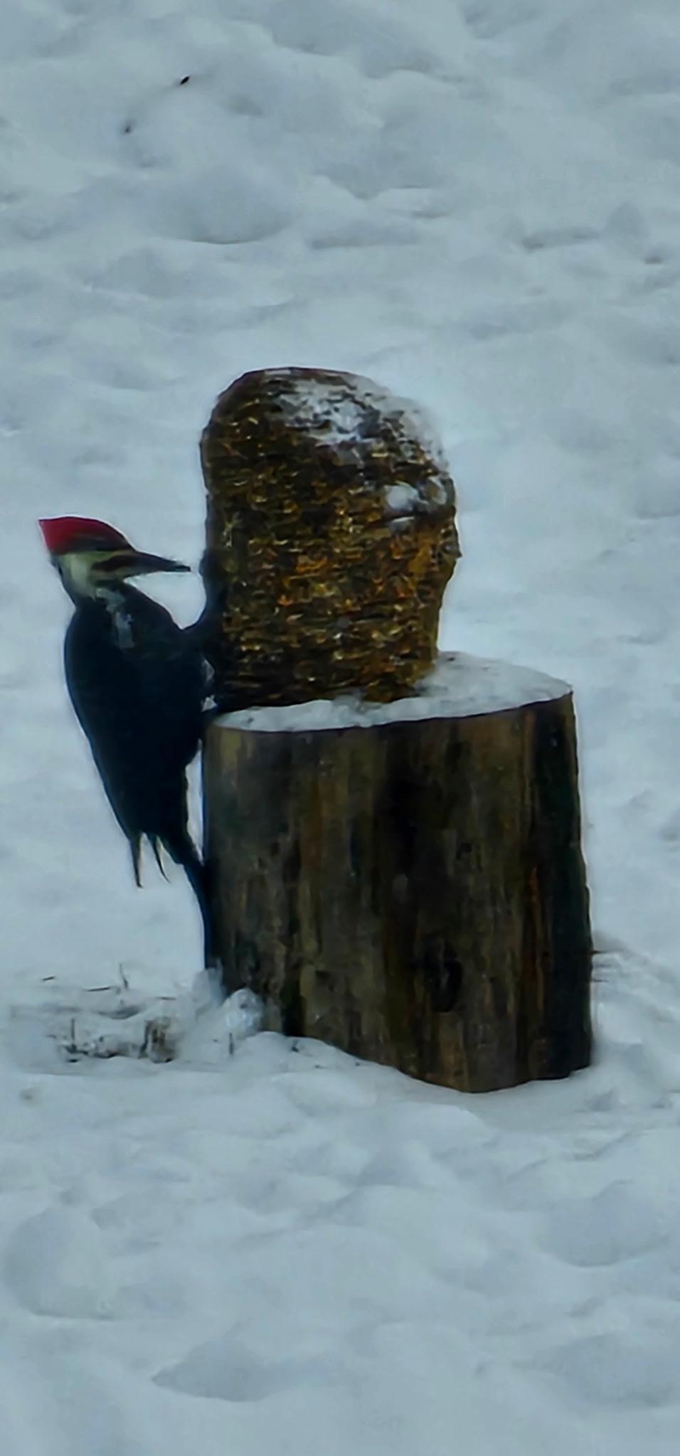 39829 Hastings St NE - Fantastic Wildlife and Nature Views