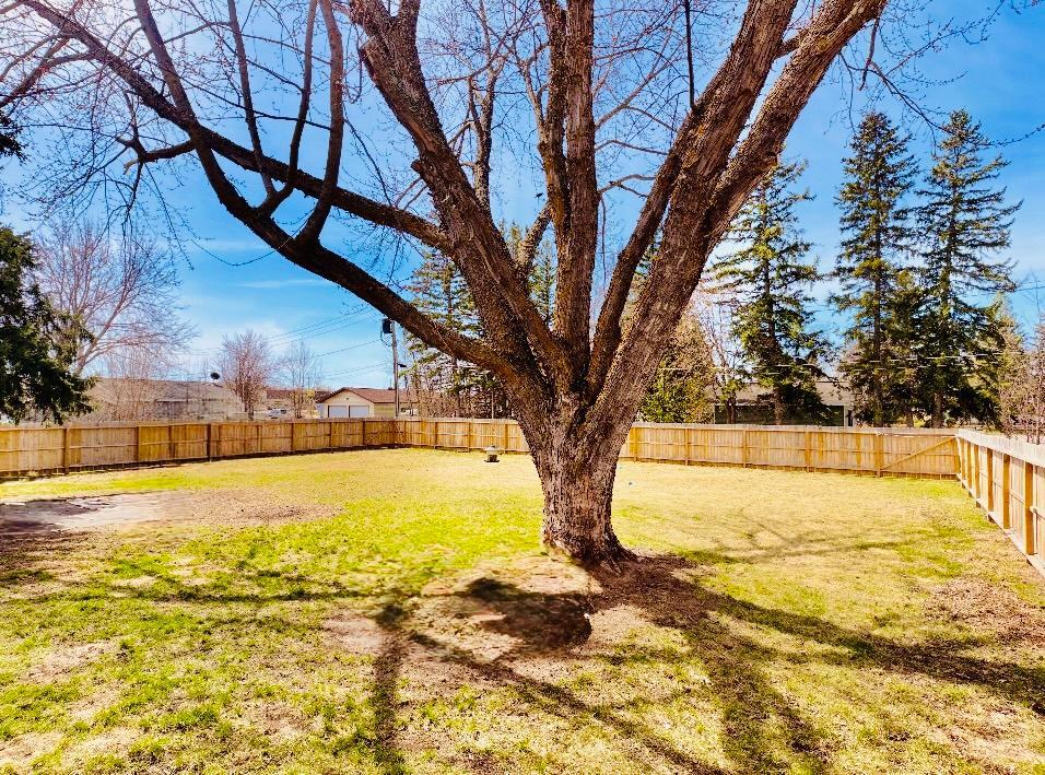Big maple tree in back yard