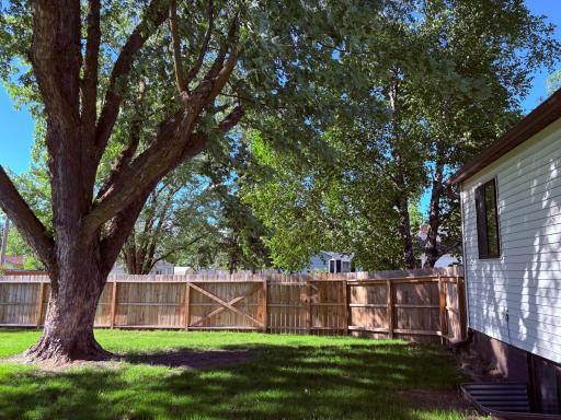 Large mature maple for shade