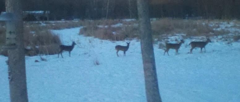 Wild Life you can enjoy