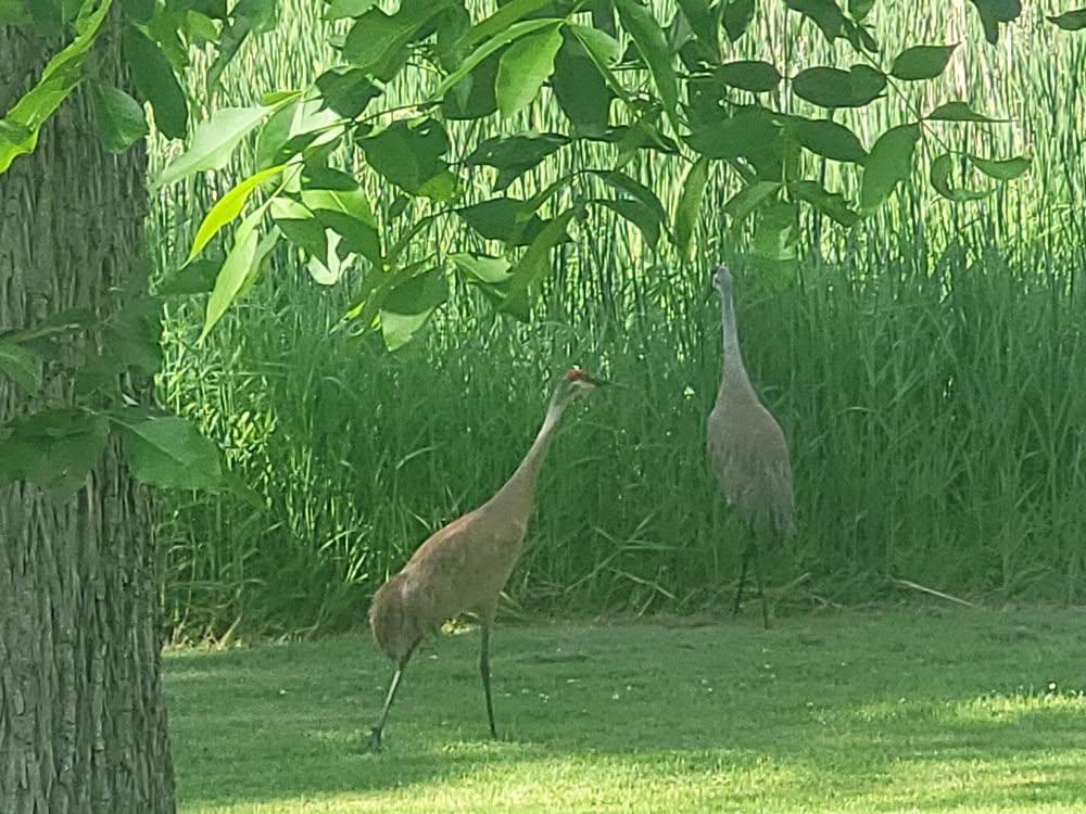 Views from the kitchen Window