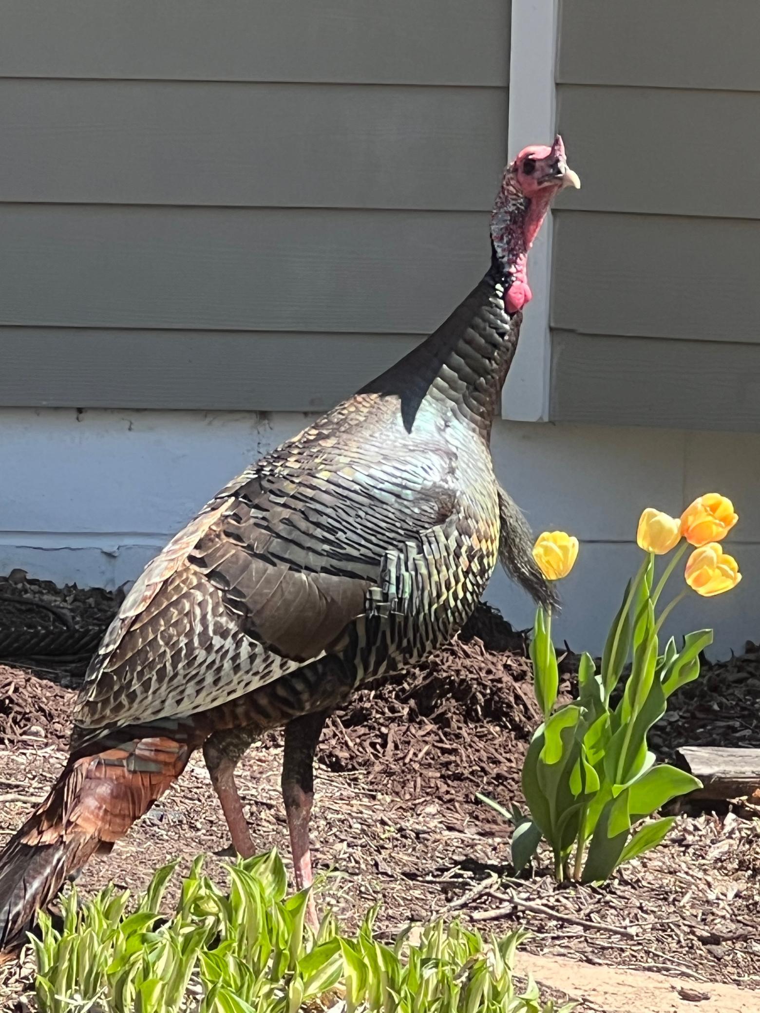 Enjoy all the wildlife at your door.