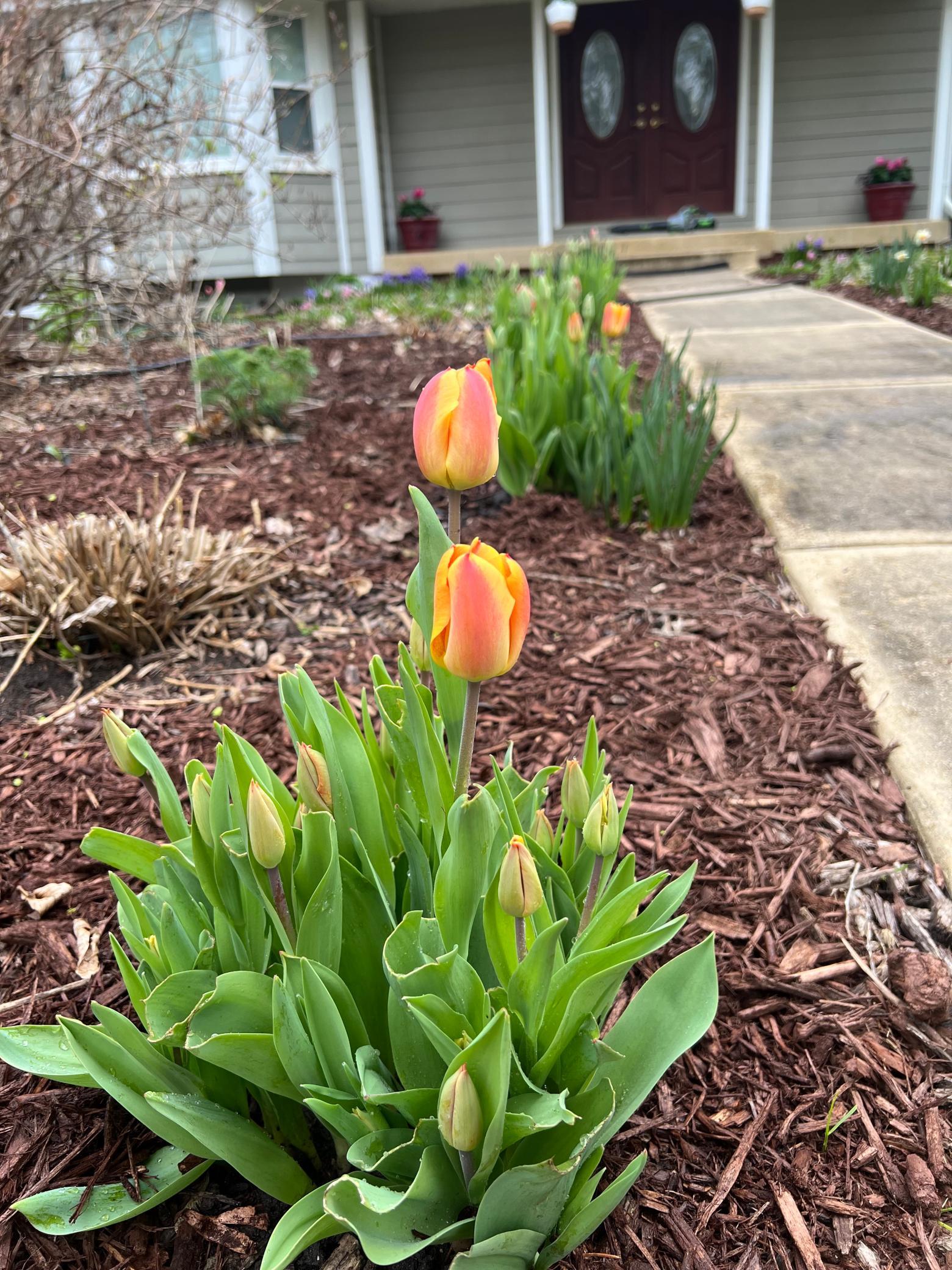 Spring time tulips!