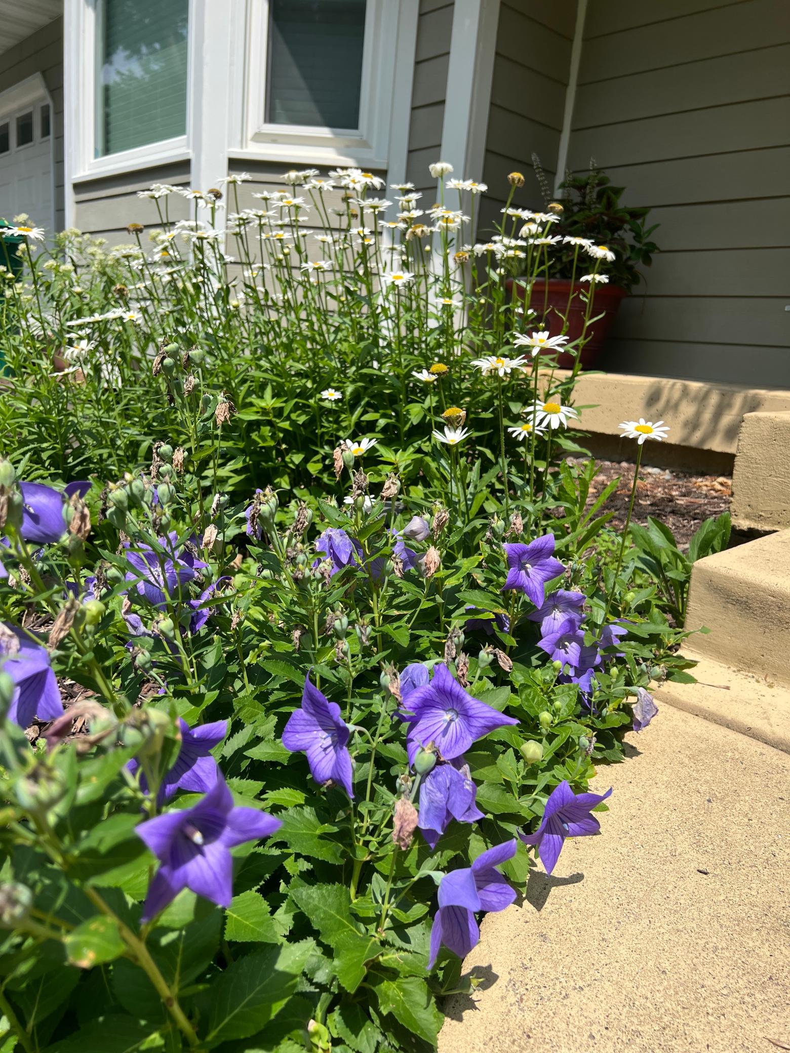 Wonderful landscaping with an array of color and flowers.
