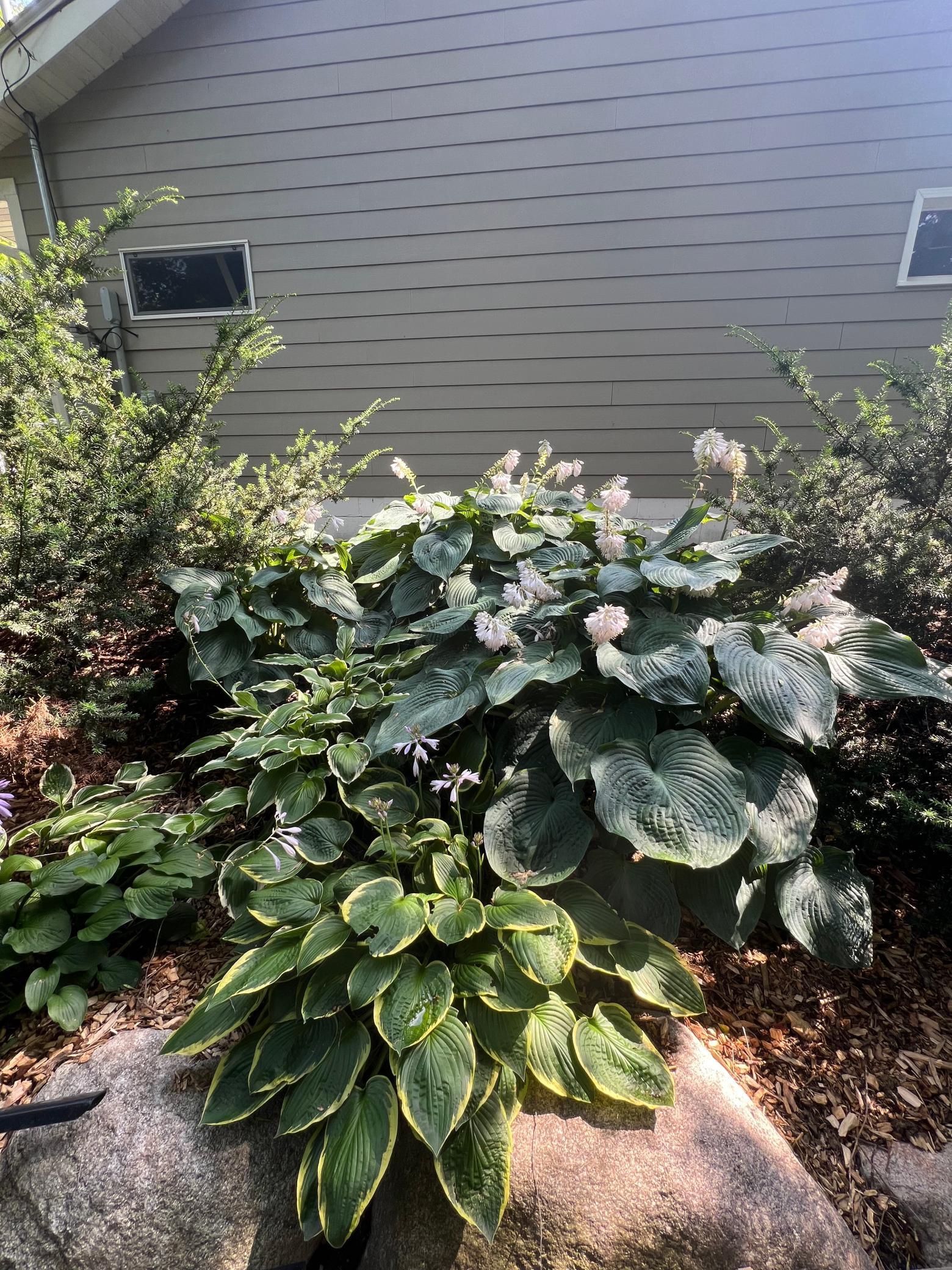 Nice arrangement of hostas through the yard.