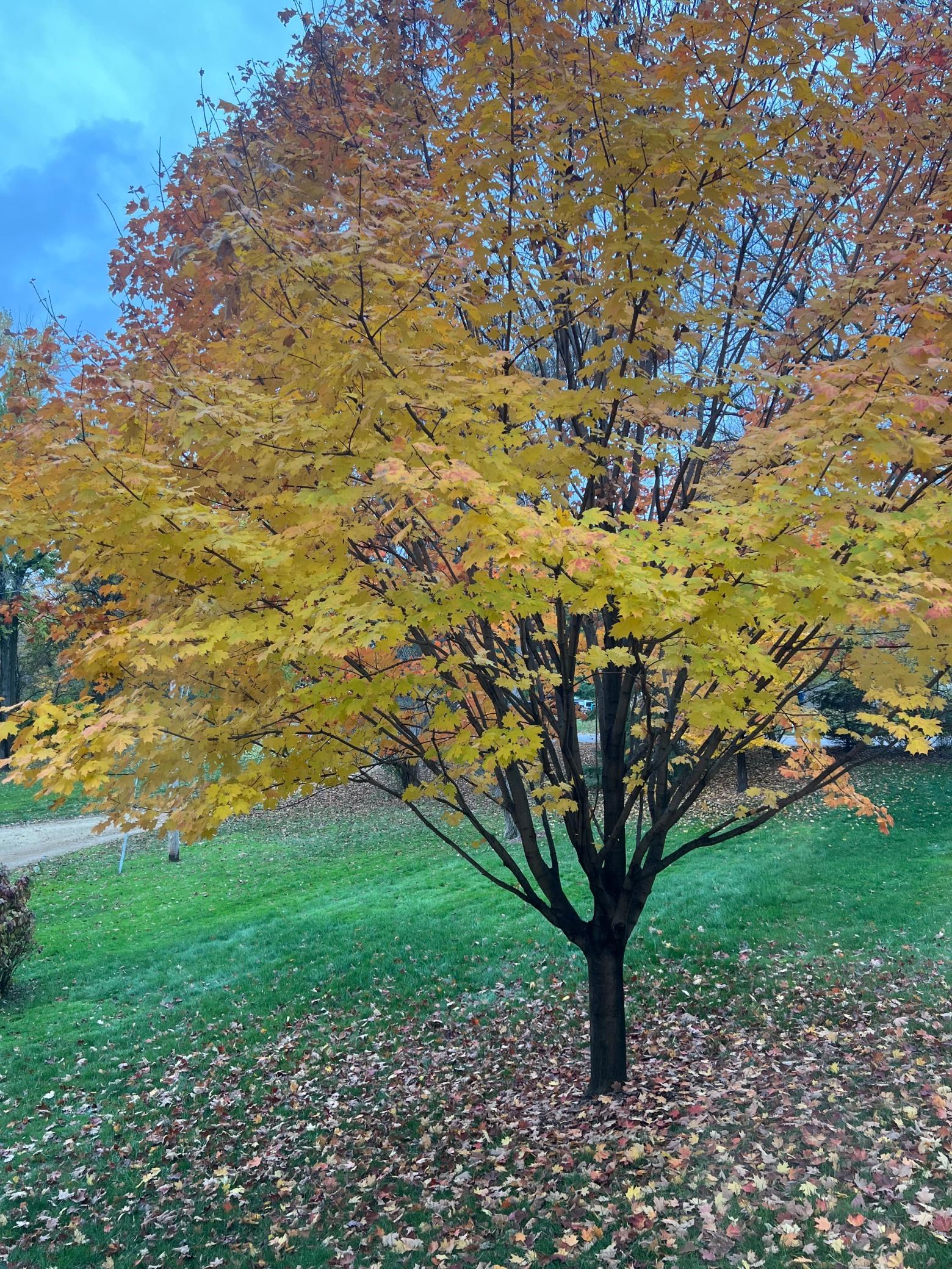 Wonderful fall colors.