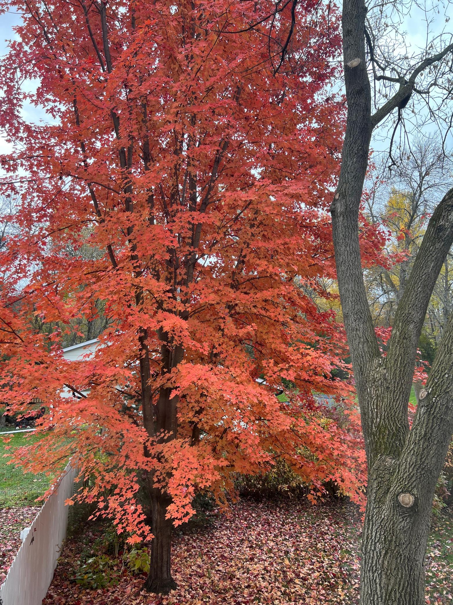 Enjoy the fall with all the colors