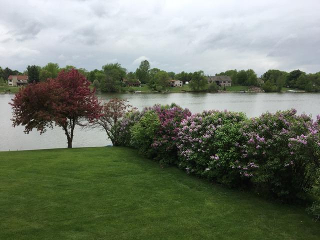 Beautiful tress and lilacs blooming from previous years.