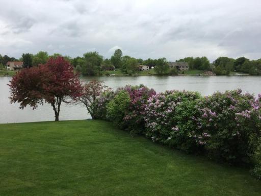 Beautiful tress and lilacs blooming from previous years.