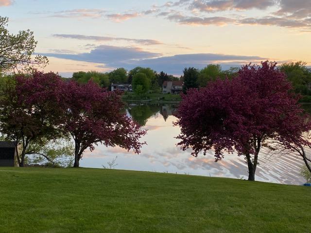 Trees in full bloom from previous years.