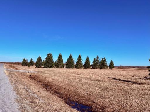 Mature pine dividers for privacy
