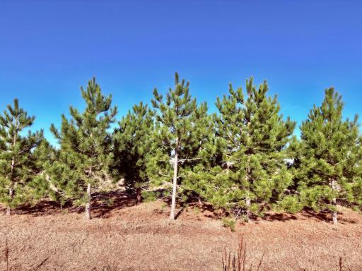 Mature pines for privacy