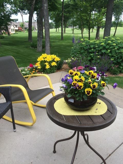 Back Yard in the summer