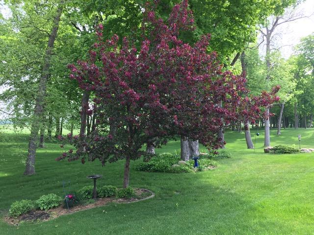 Back Yard in the summer