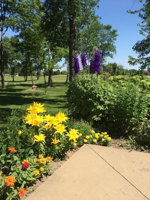 Back Yard in the summer