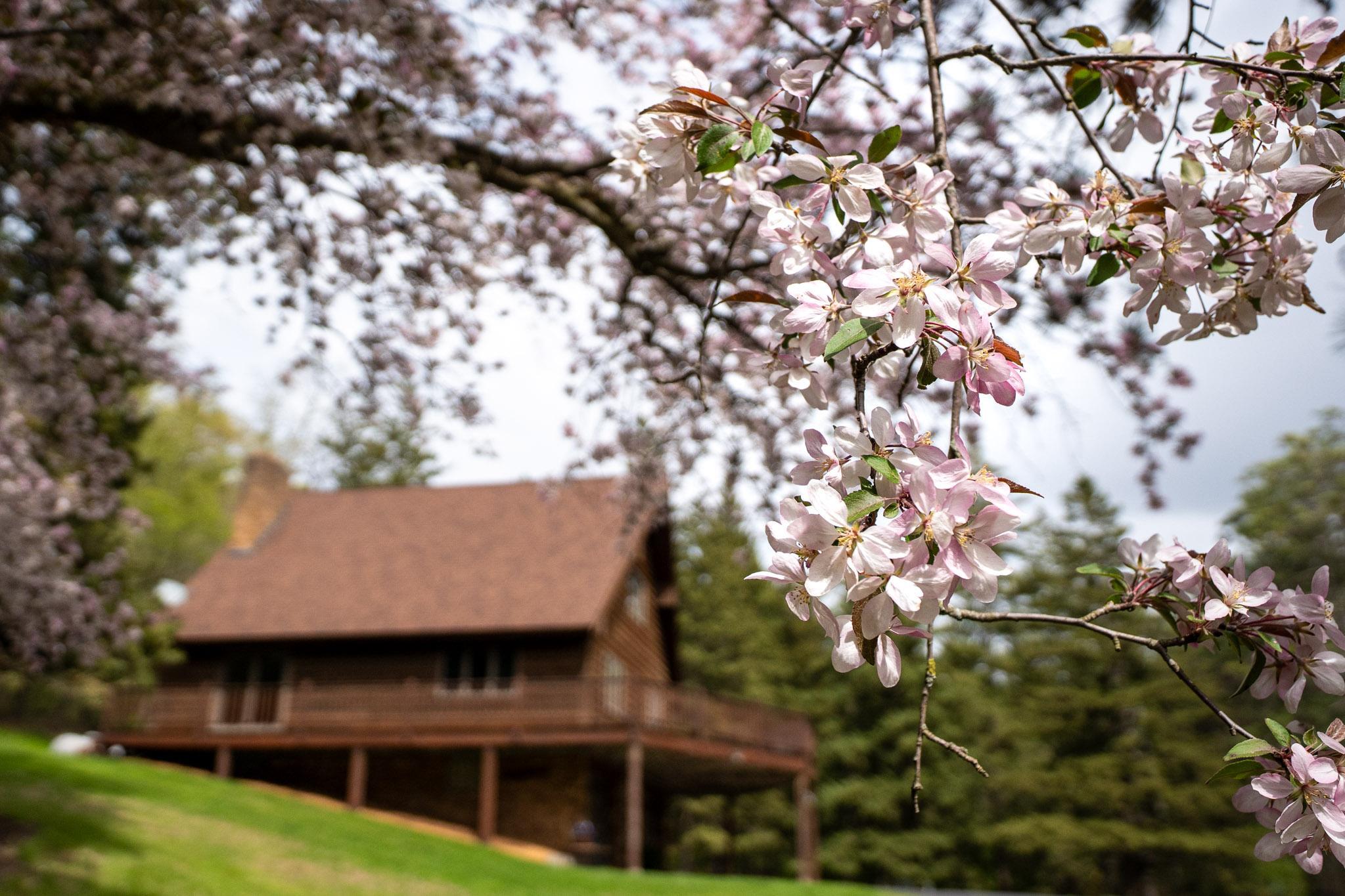 Enjoy the smell and view of the big crabapple tree in the Spring each year.