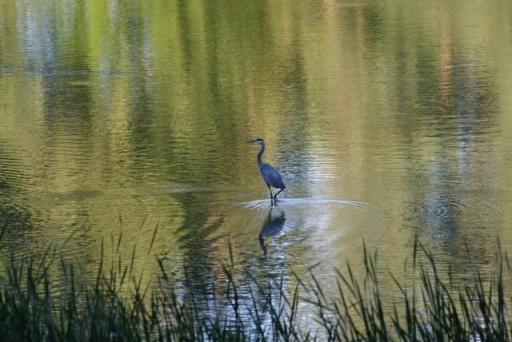 Rare shot of a crane on Snyder Lake
