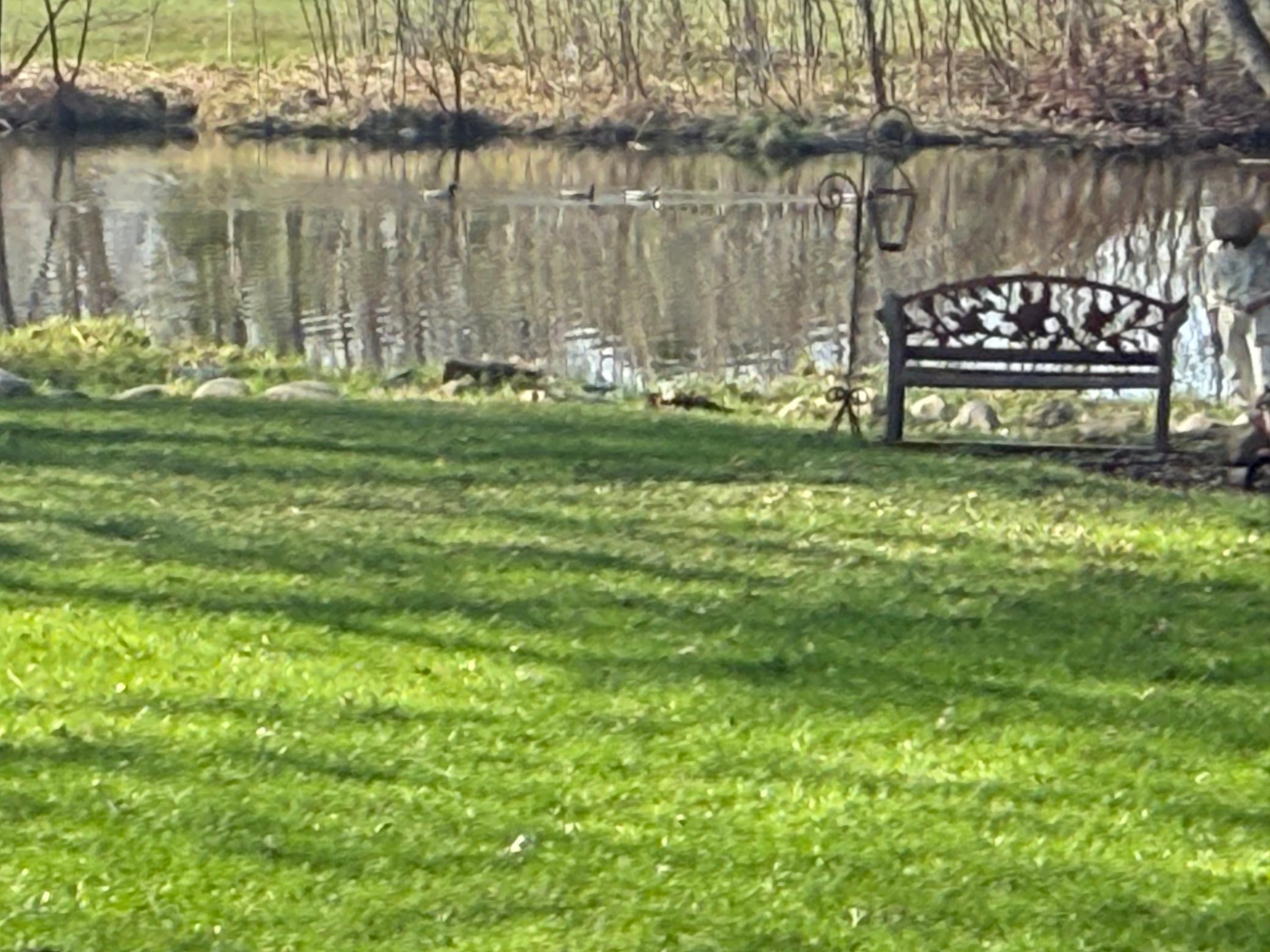 View Overlooking Pond