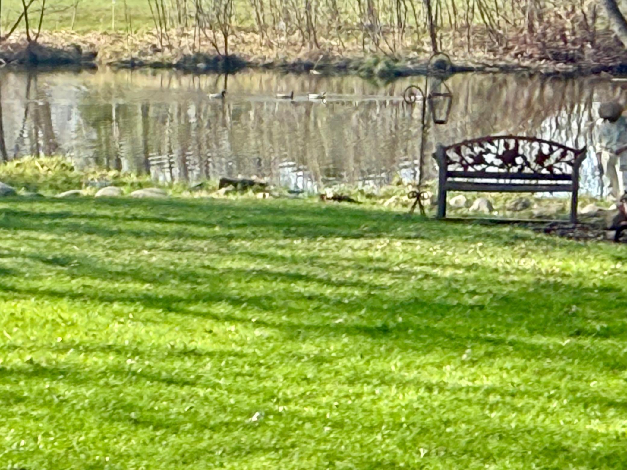 View of back home pond