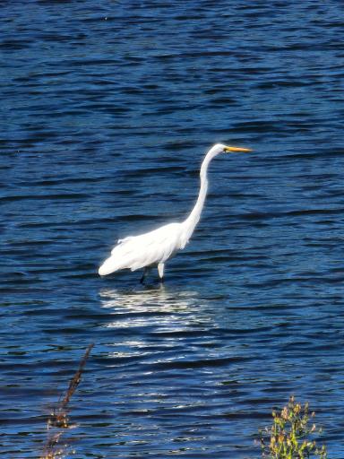 The pond has many interesting visitors