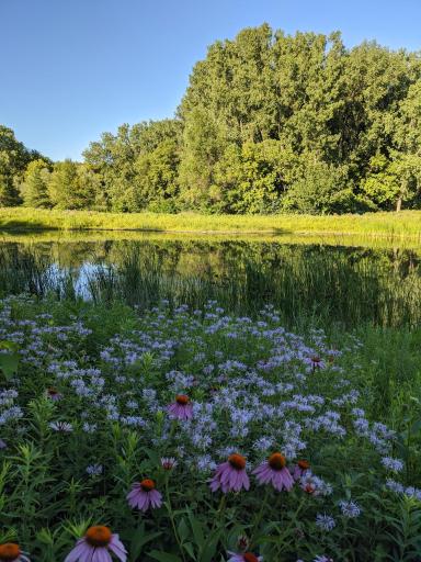 Summer photo of the pond