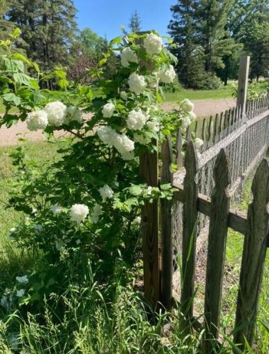 Hydrangea.jpg