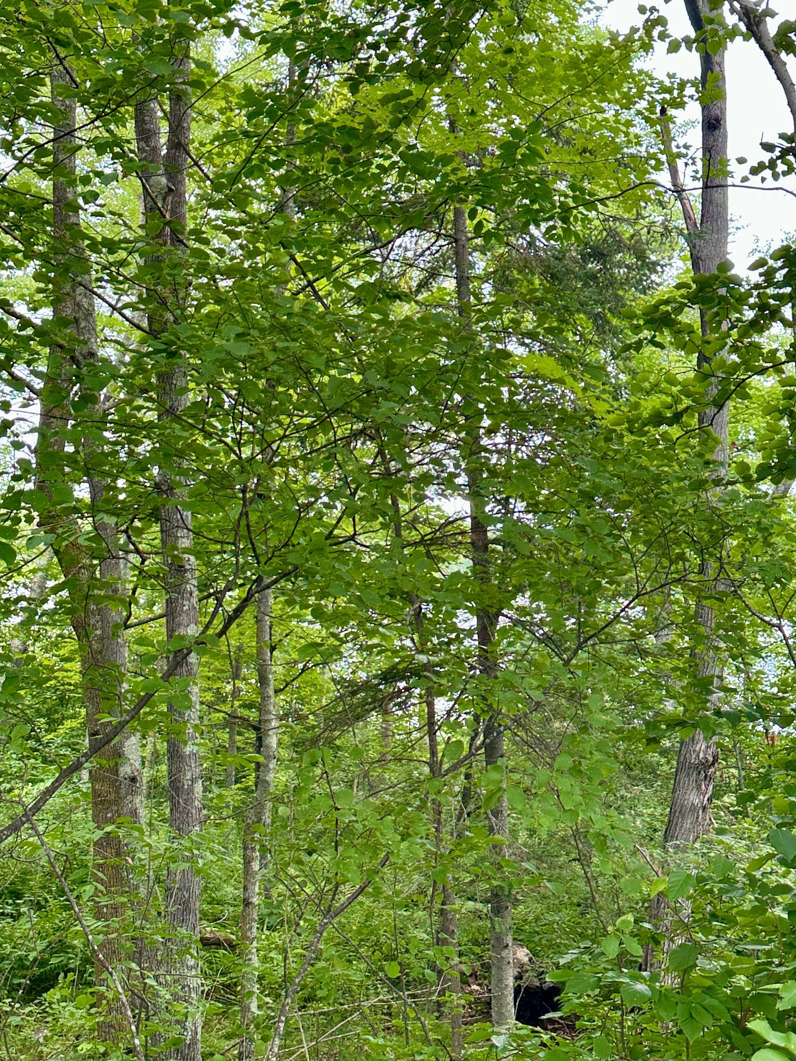IMG_9290.jpg