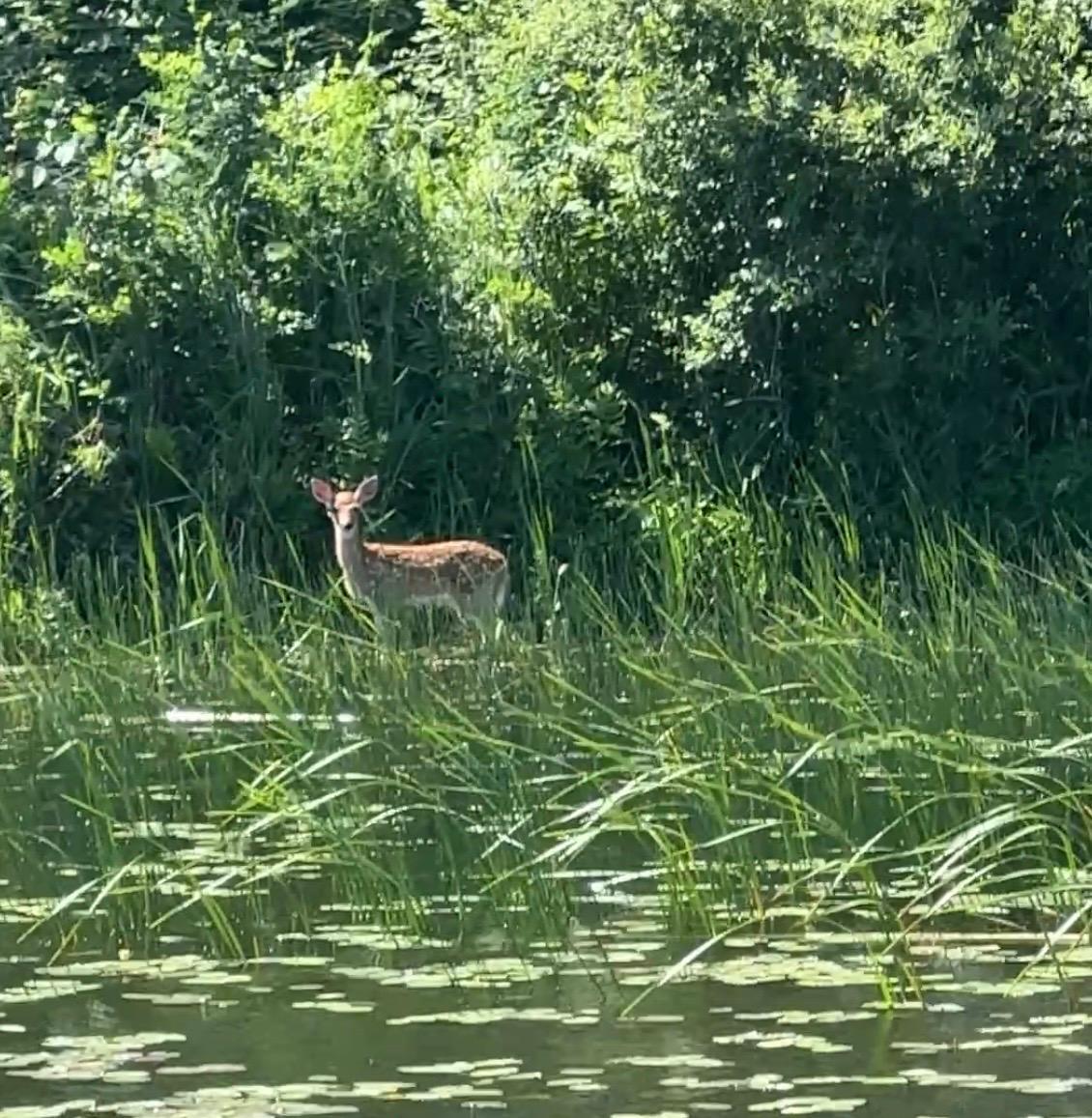 Lots of Wildlife