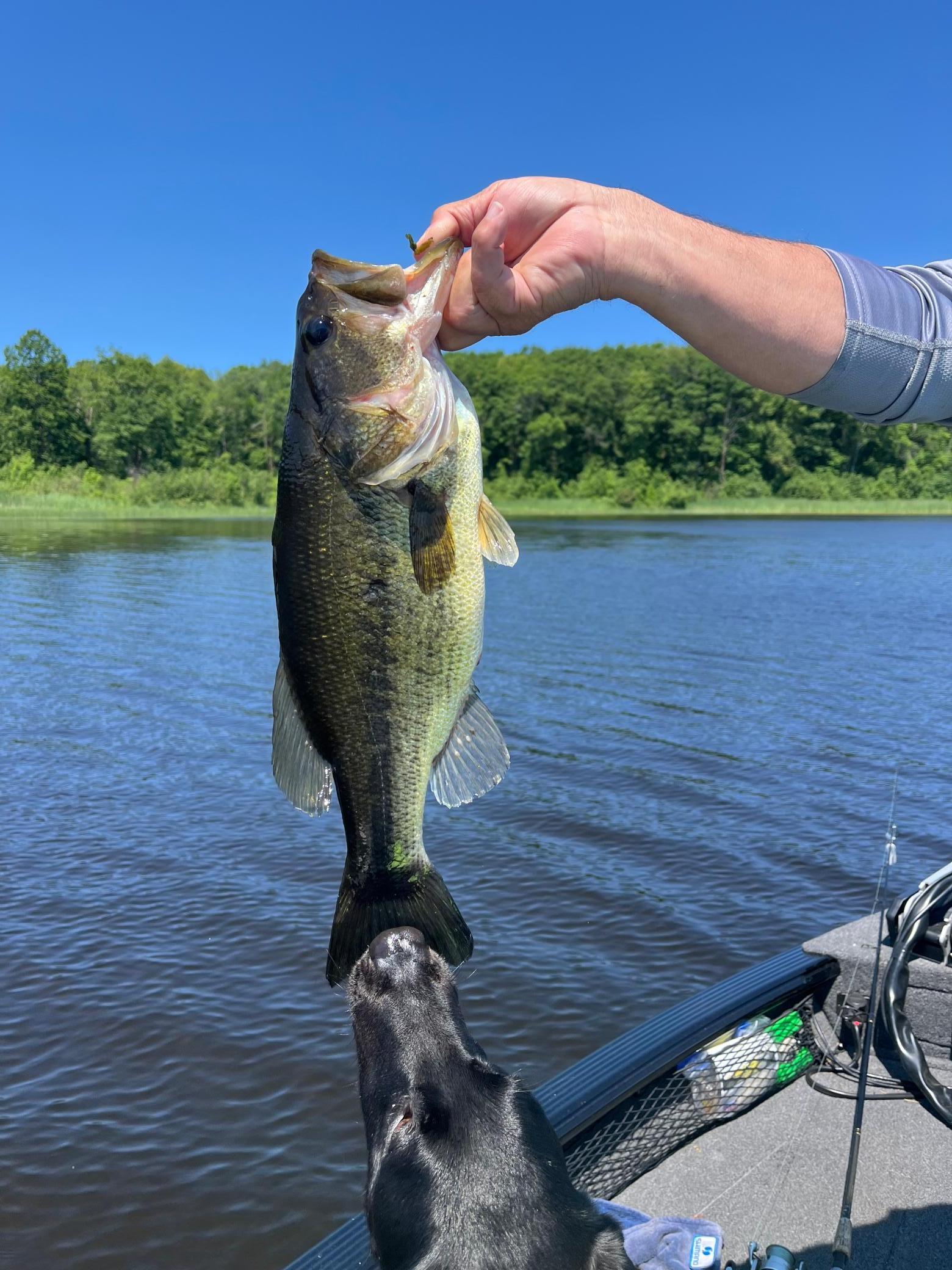 5 pound bass 06/30/2026