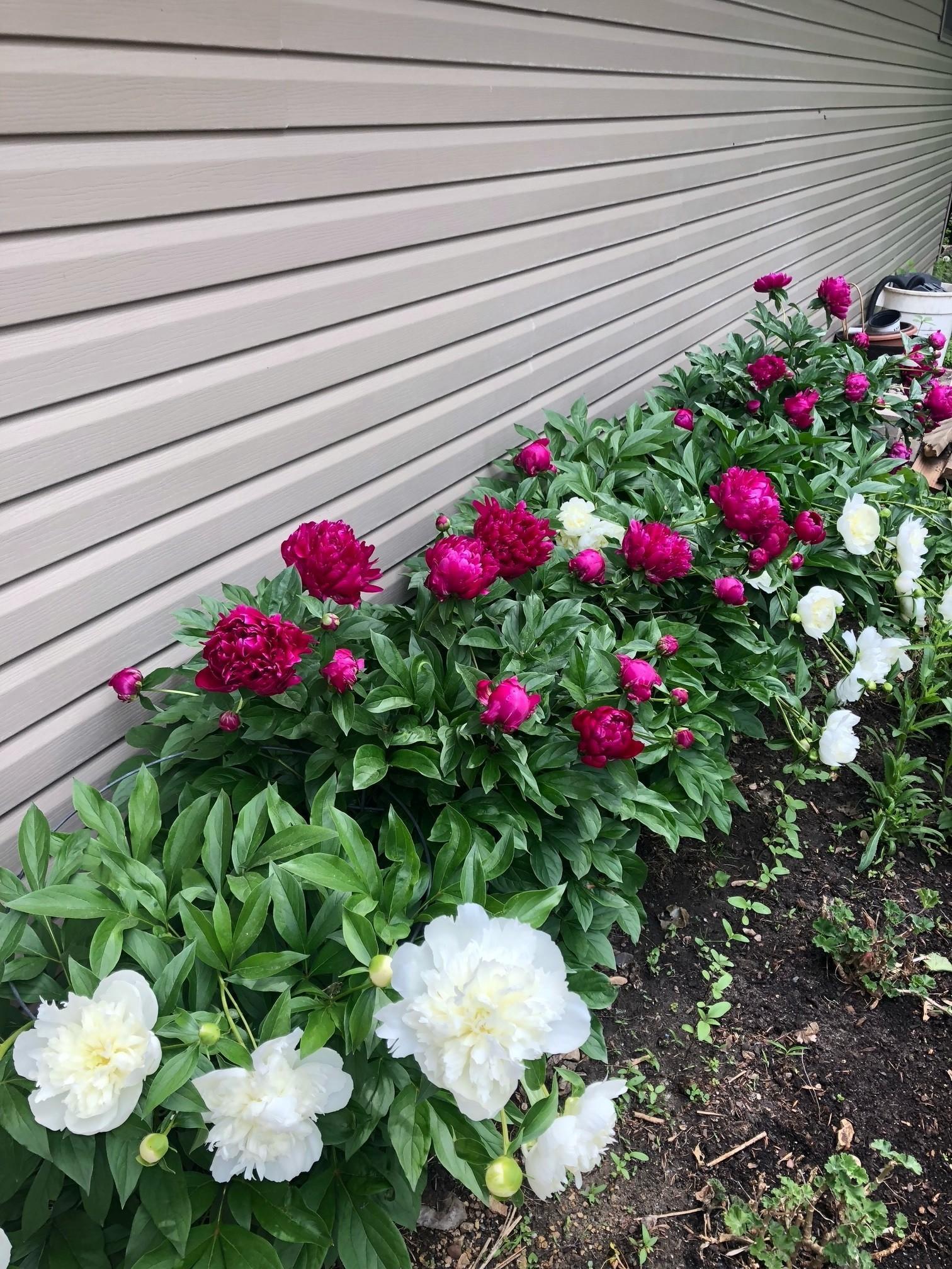 Mature peony plants are found all over the property.