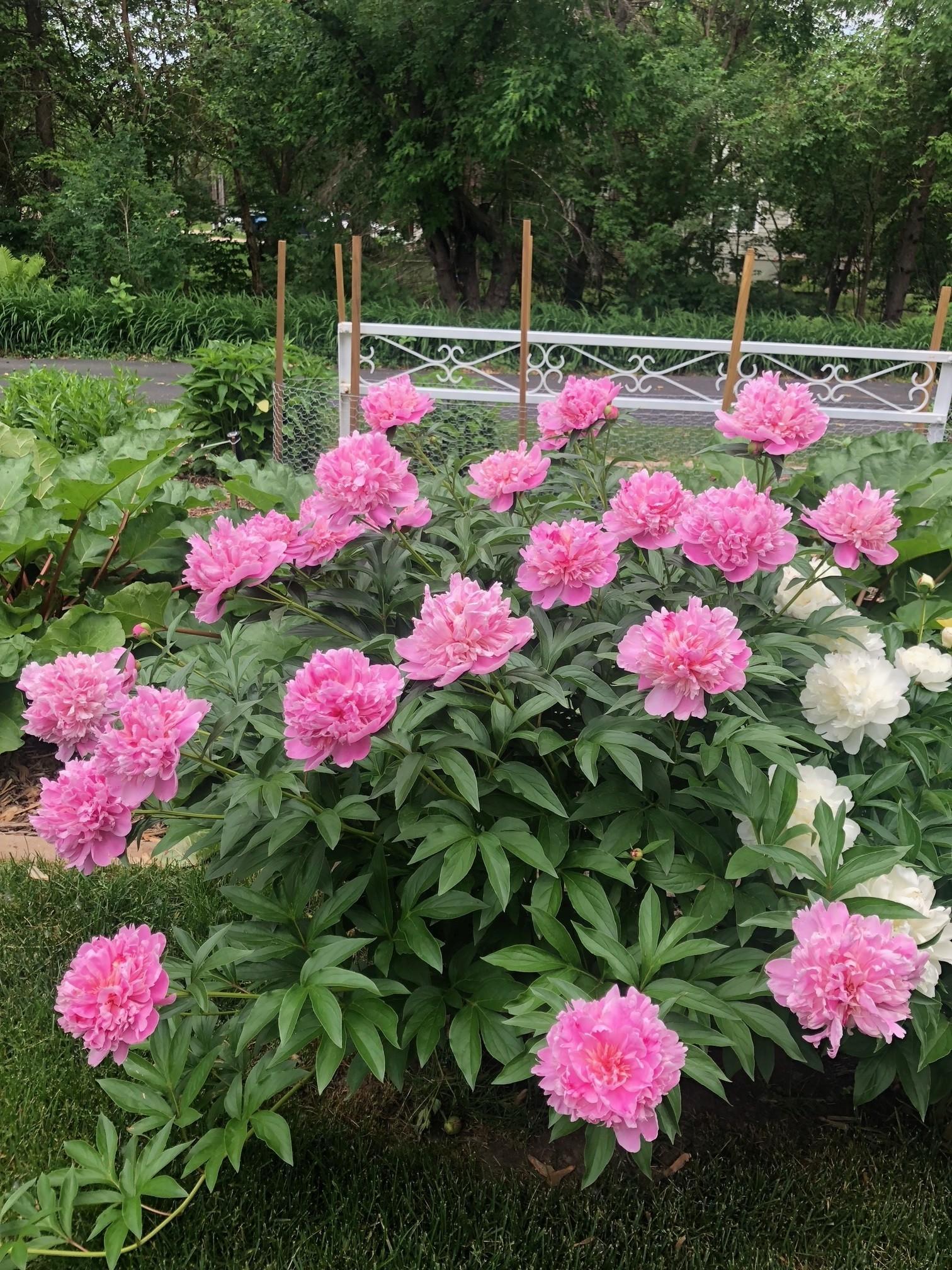 Pink and white peonies.