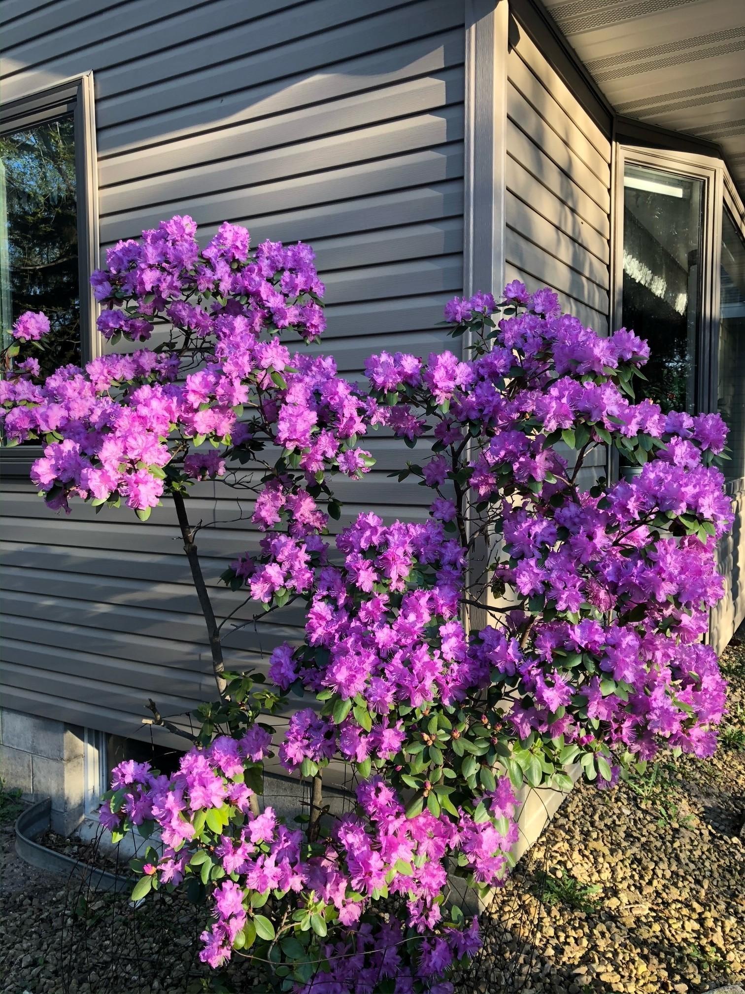 This is the azalea bush that greets you as you approach the front door.