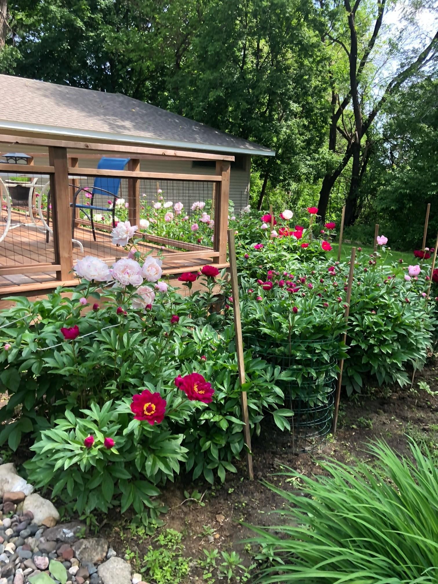 So many varieties of peonies in the backyard!
