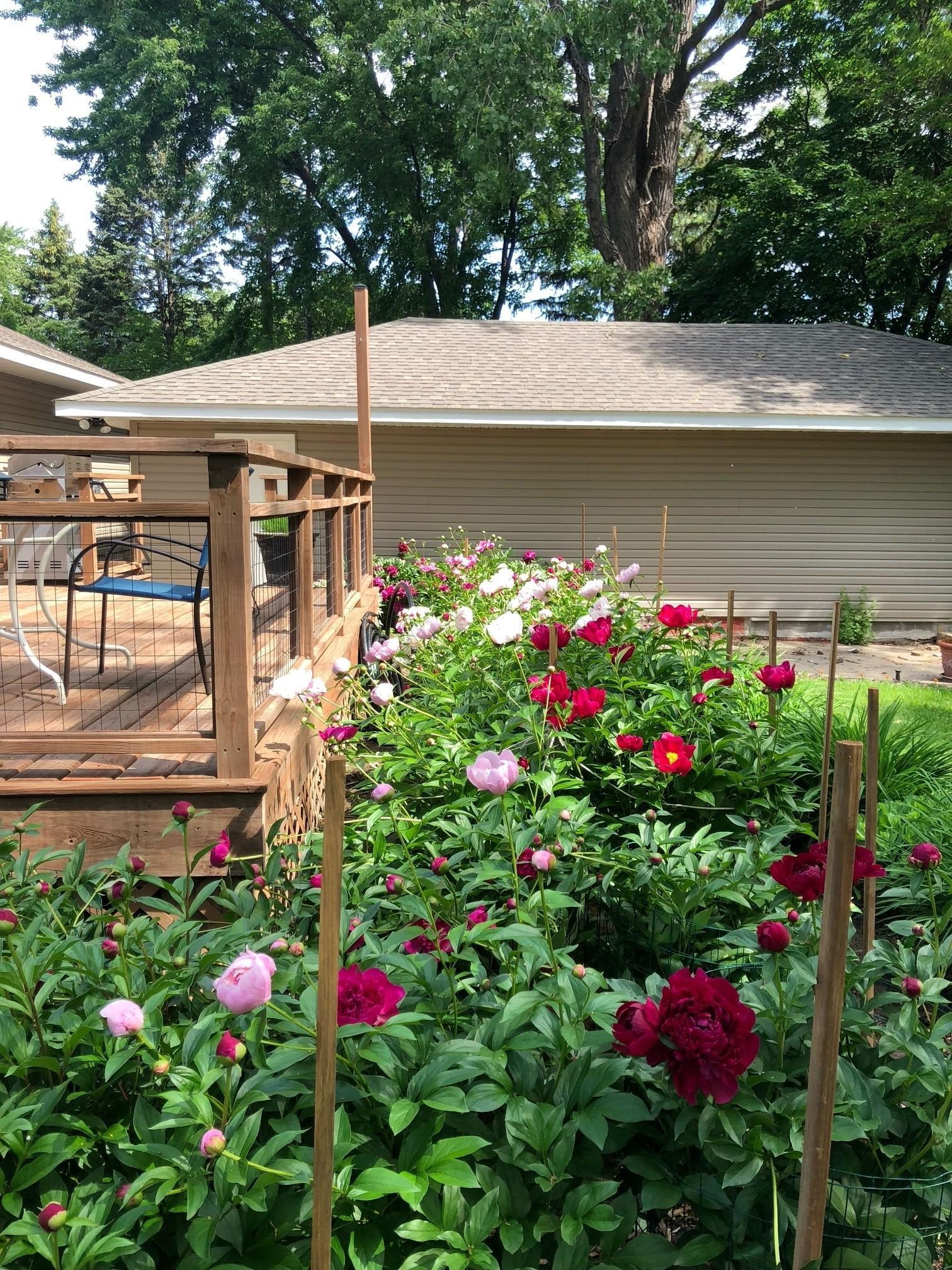 Peonies around deck.