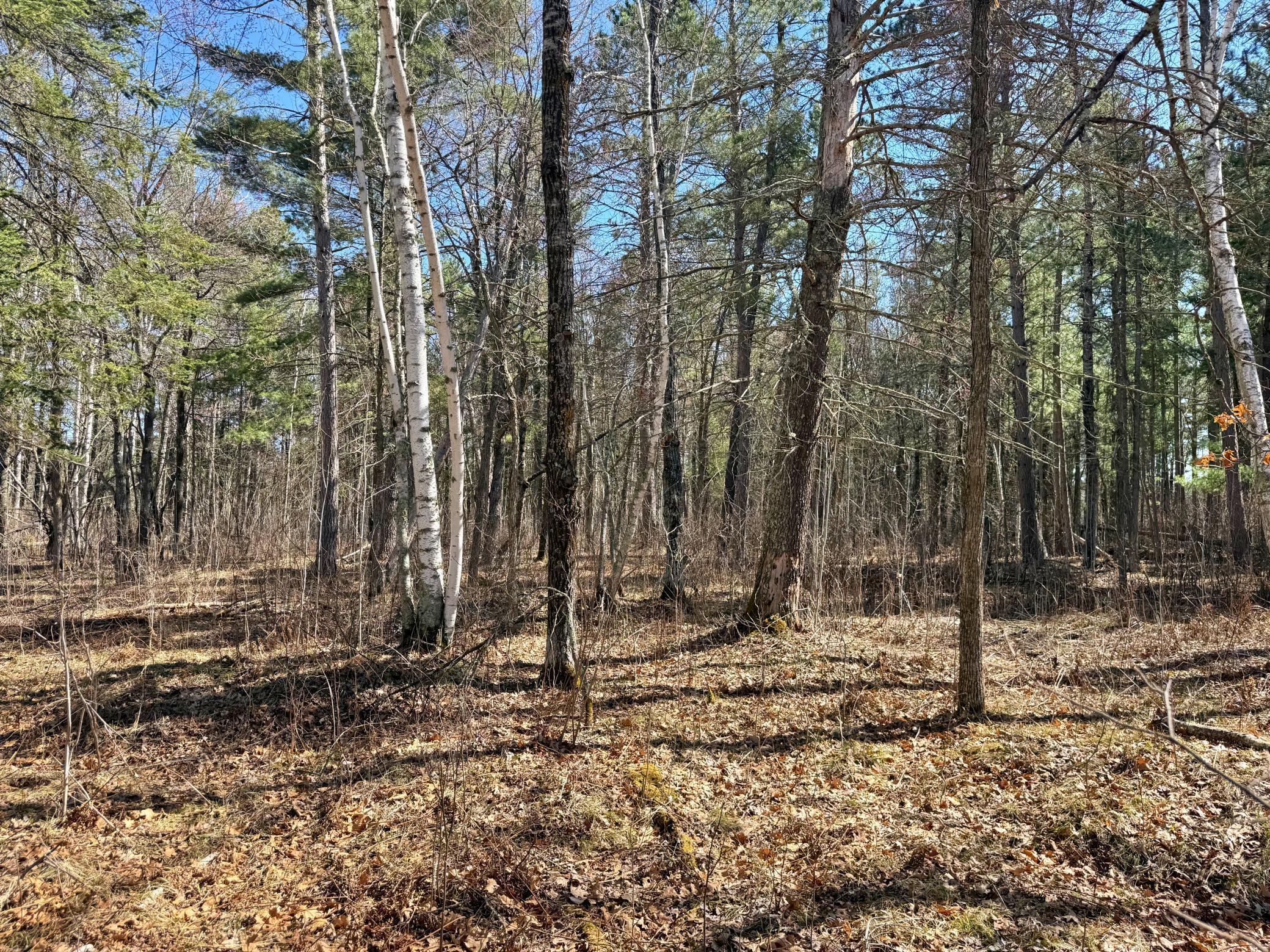 Mixed tree coverage on high ground.jpg